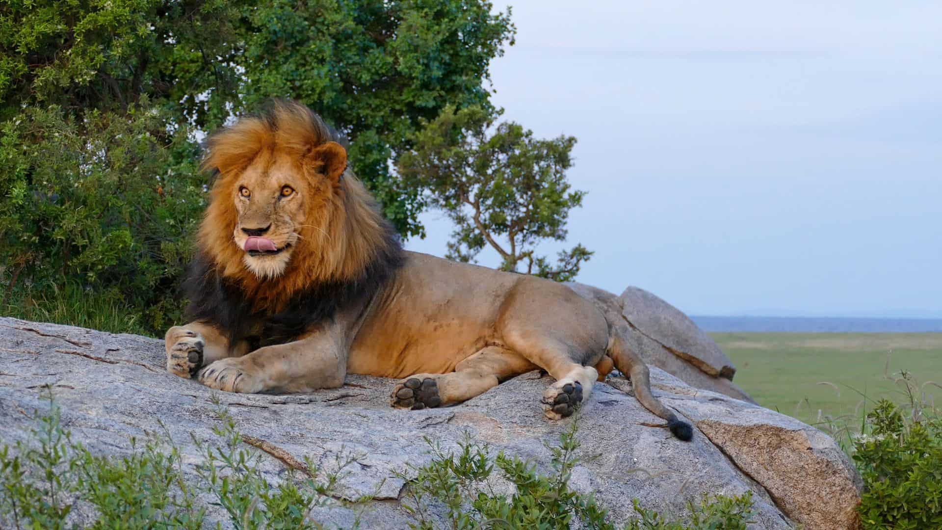 A male lion resting on a granite kopje in the Eastern Serengeti