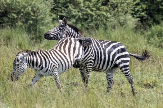 Plains Zebra (Photo Credit: Katt Hendershot)