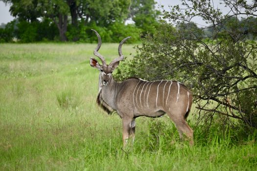 Male Greater Kudu (Photo Credit: Clara Moore)
