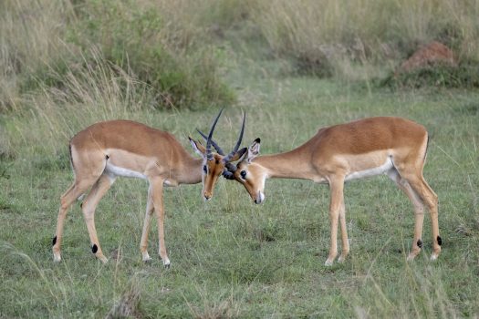 Impalas (Photo Credit: Katt Hendershot)
