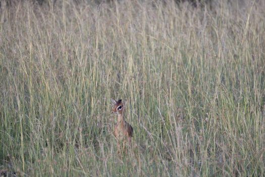 Kirk's Dik-Dik (Photo Credit: Katt Hendershot)