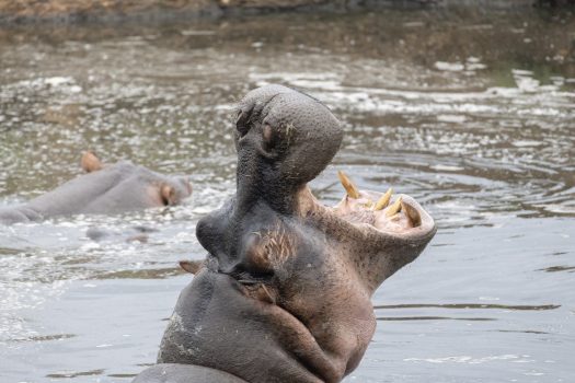 Hippopotamus (Photo Credit: Katt Hendershot)