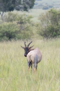 Topi (Photo Credit: Katt Hendershot)