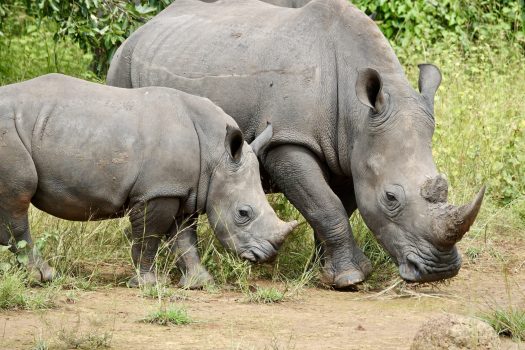 White Rhinos (Photo Credit: Clara Moore)
