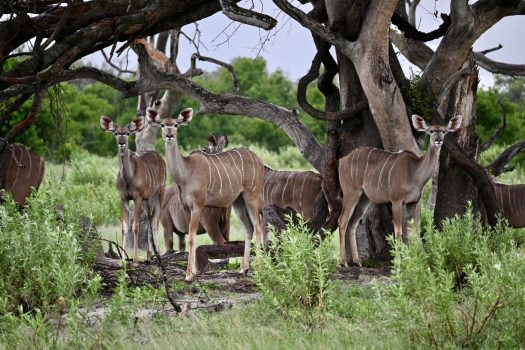 Female Greater Kudus (Photo Credit: Clara Moore)