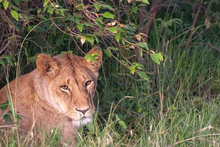 Lioness looking after her cubs (Photo Credit: Katt Hendershot)