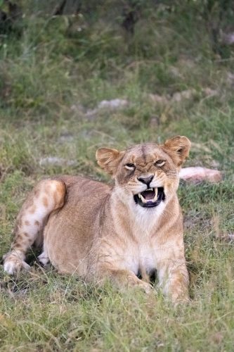 Lion cub (Photo Credit: Katt Hendershot)