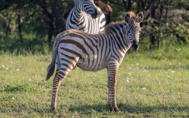 Zebra foal (Photo Credit: Katt Hendershot)