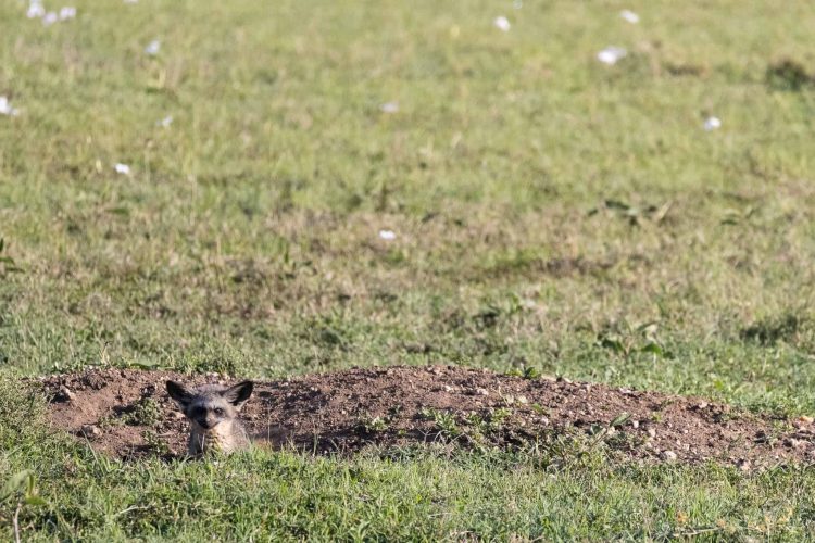 Bat eared fox (Photo Credit: Katt Hendershot)