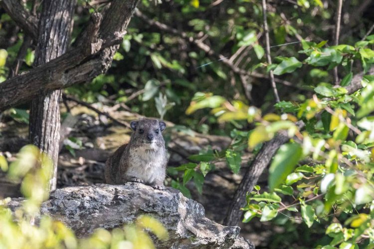 Hyrax (Photo Credit: Katt Hendershot)