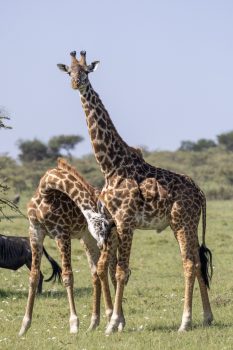 Giraffes (Photo Credit: Katt Hendershot)