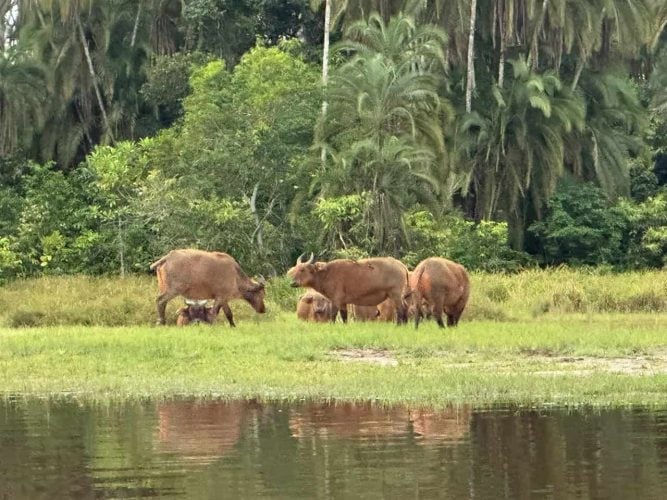 Forest Buffalo at Lango Bai (Photo Credit: Kelly McBride)