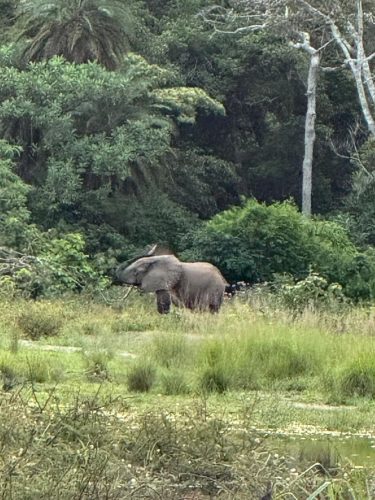 Forest Elephant mining in Lango Bai (Photo Credit: Kelly McBride)