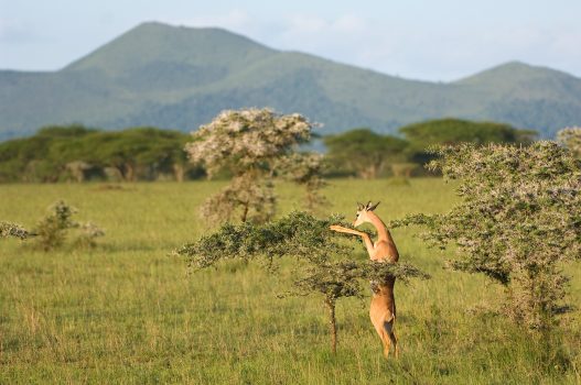 Gerenuk (Photo Credit: Great Plains ol Donyo Lodge)