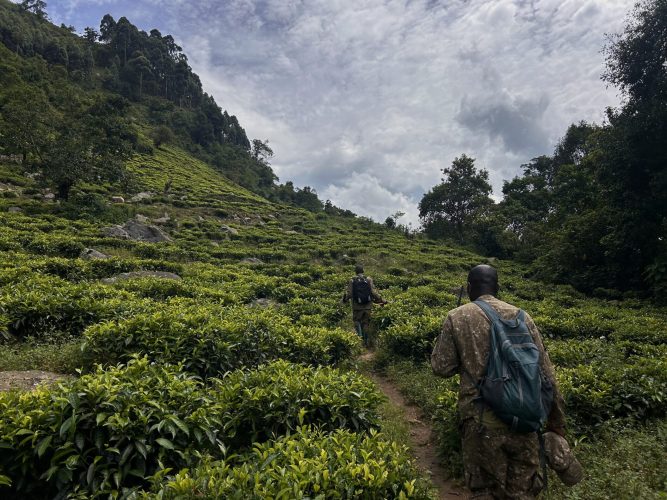 Hiking through the tea fields (Photo Credit: Alexandra Hankins)