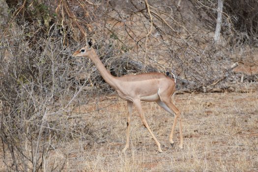 Gerenuk (Photo Credit: Annie Garner)