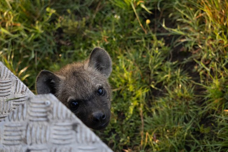 Very curious hyena plays with our vehicle while mom naps (Photo Credit: Katt Hendershot)