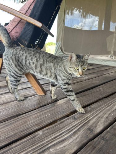 Kitty! (Photo Credit: Katt Hendershot)