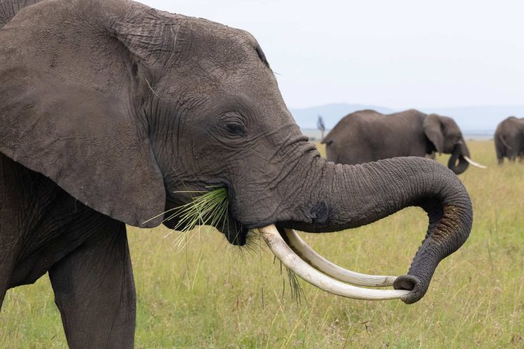 Elephant cleaning its tusk (Photo Credit: Katt Hendershot)