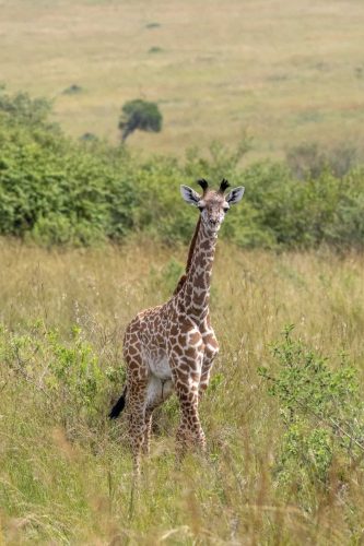 Freshly born giraffe (Photo Credit: Katt Hendershot)