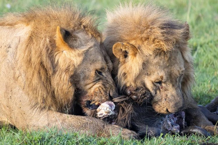 Two male lions eating a stolen hyena kill (Photo Credit: Katt Hendershot)