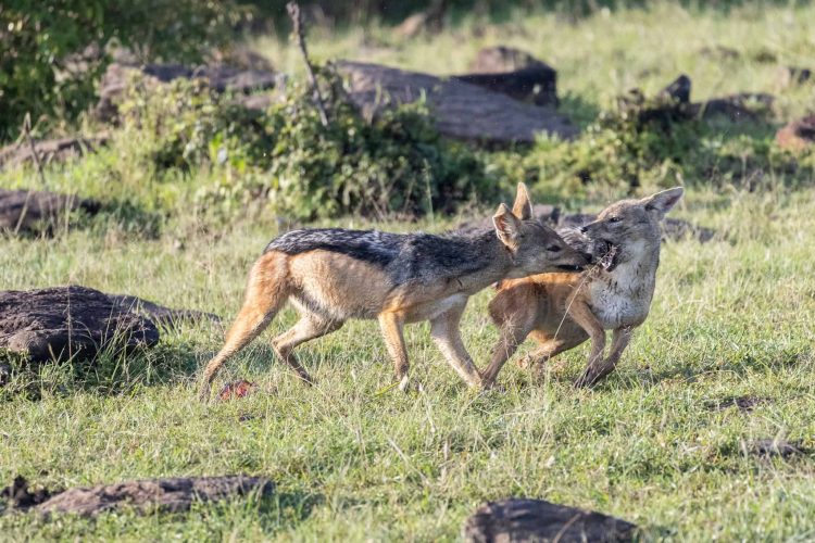 Jackals fighting over scraps (Photo Credit: Katt Hendershot)