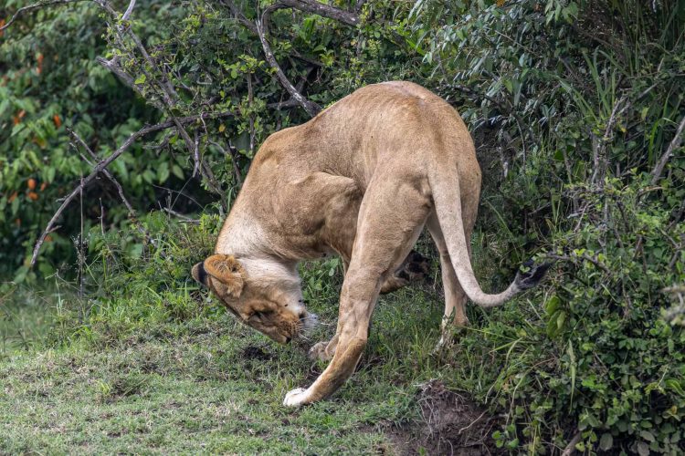 Lioness digging for mongoose (Photo Credit: Katt Hendershot)