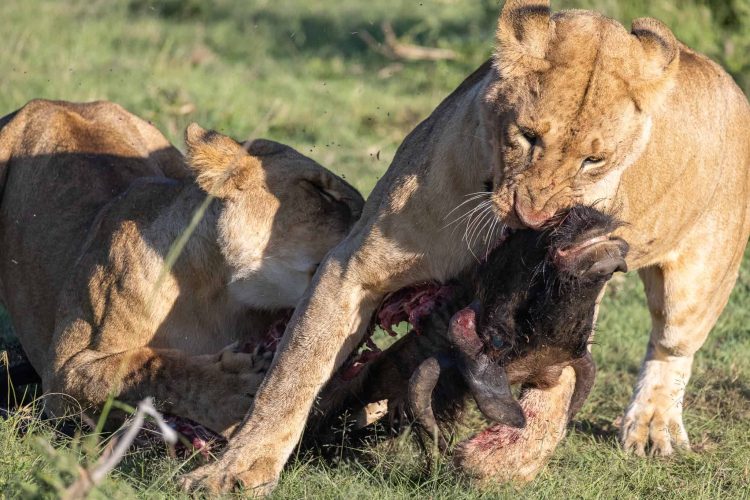 Lionesses fighting over a kill (Photo Credit: Katt Hendershot)