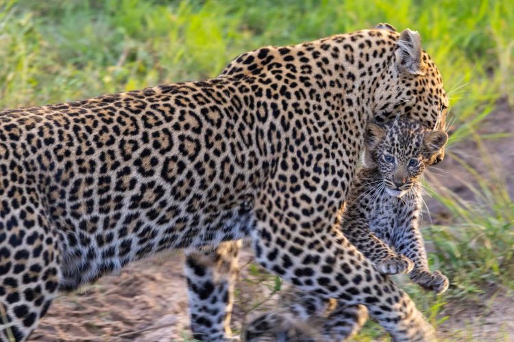 Leopard mother carrying her cub (Photo Credit: Katt Hendershot)