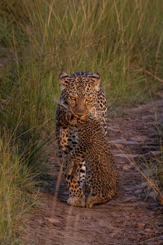 Leopard mom carrying a cub (Photo Credit: Katt Hendershot)