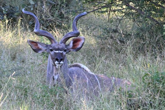 Male Greater Kudu (Photo Credit: Bill Given)