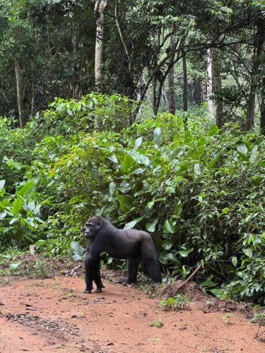 One of the gorillas that came down from the trees (Photo Credit: Kelly McBride)
