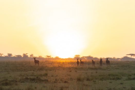 Topis during sunrise (Photo Credit: Katt Hendershot)