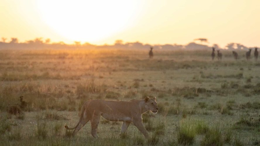 Lioness on a sunrise prowl (Photo Credit: Katt Hendershot)