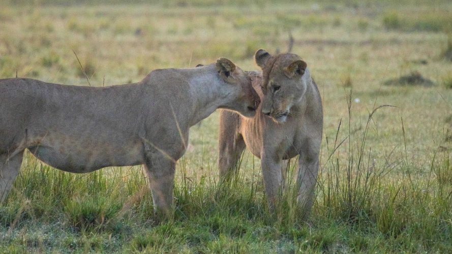 Lionesses greeting each other (Photo Credit: Katt Hendershot)