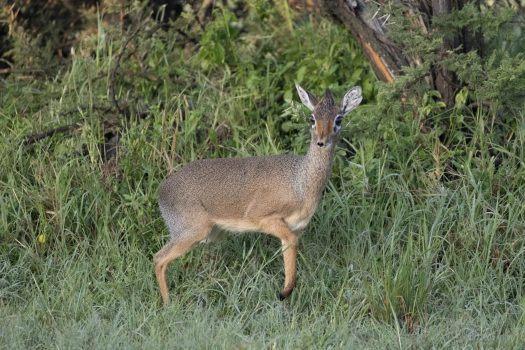 Kirk's Dik-Dik (Photo Credit: Katt Hendershot)