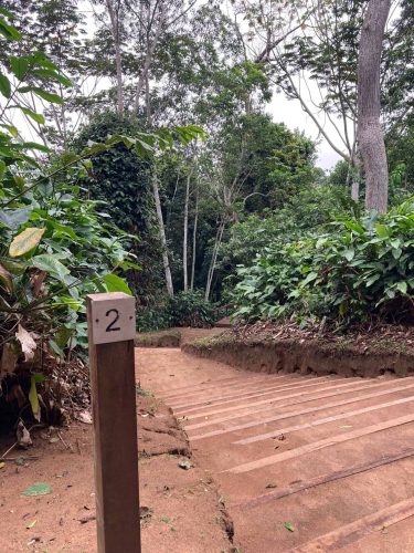 The path to my forest bungalow at Ngaga Lodge (Photo Credit: Kelly McBride)