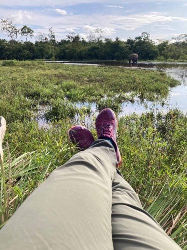 Watching forest elephants mining at Lango Bai (Photo Credit: Kelly McBride)