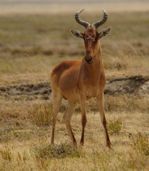 Hartebeest (Photo Credit: Paul Hoffman)