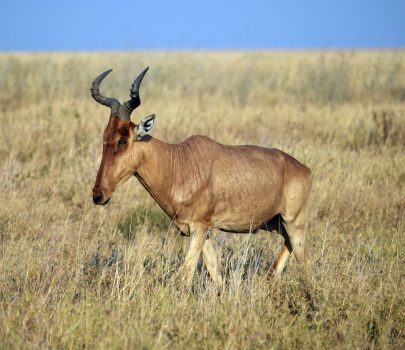 Hartebeest (Photo Credit: Paul Hoffman)