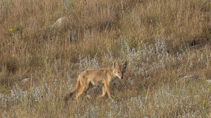 Coyote pup (Photo Credit: Katt Hendershot)