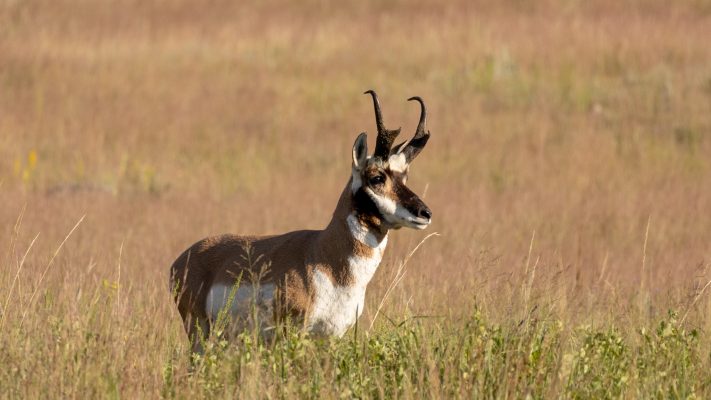 Pronghorn (Photo Credit: Katt Hendershot)