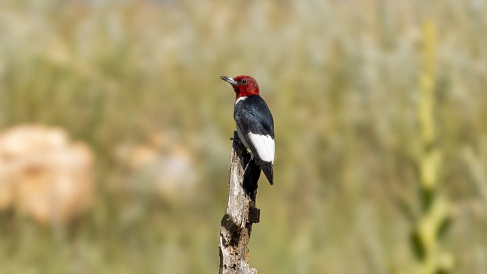 Red-headed woodpecker (Photo Credit: Katt Hendershot)