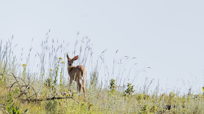 White-tailed deer fawn  (Photo Credit: Katt Hendershot)