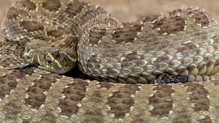 Prairie Rattlesnake (Photo Credit: Katt Hendershot)
