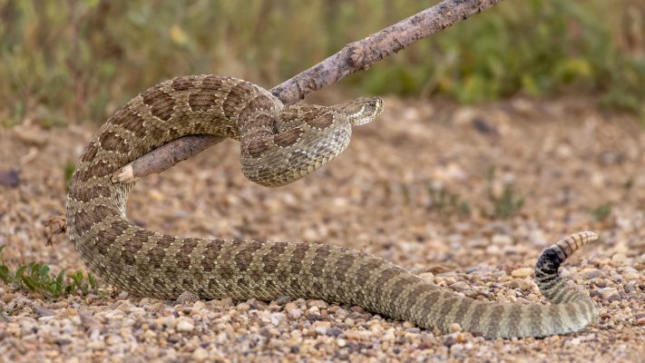 Prairie Rattlesnake (Photo Credit: Katt Hendershot)