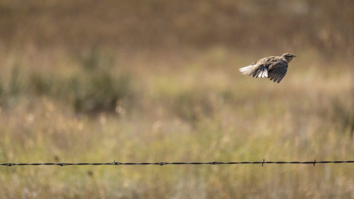 Meadowlark (Photo Credit: Katt Hendershot)