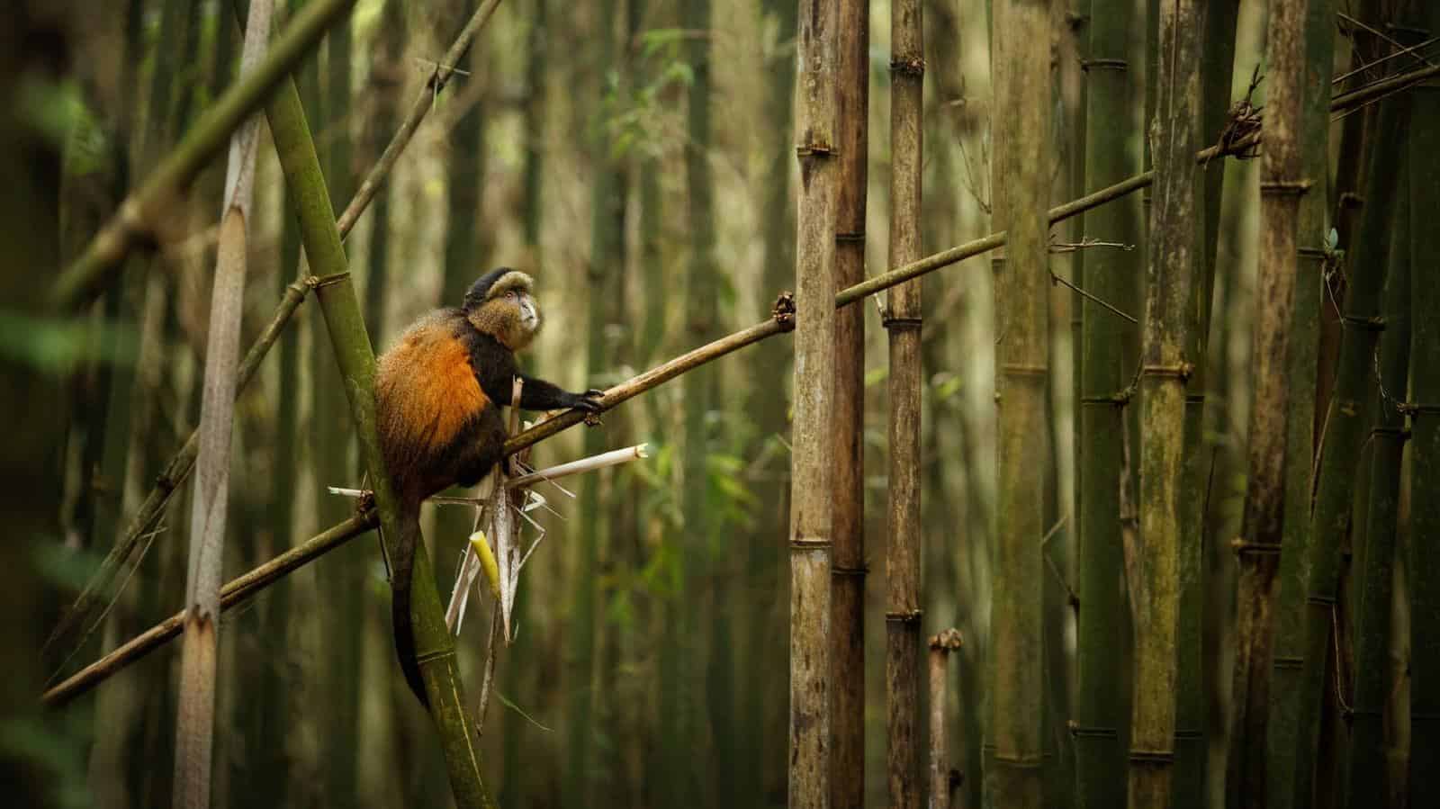 A golden monkey in the bamboo forest of Volcanoes National Park