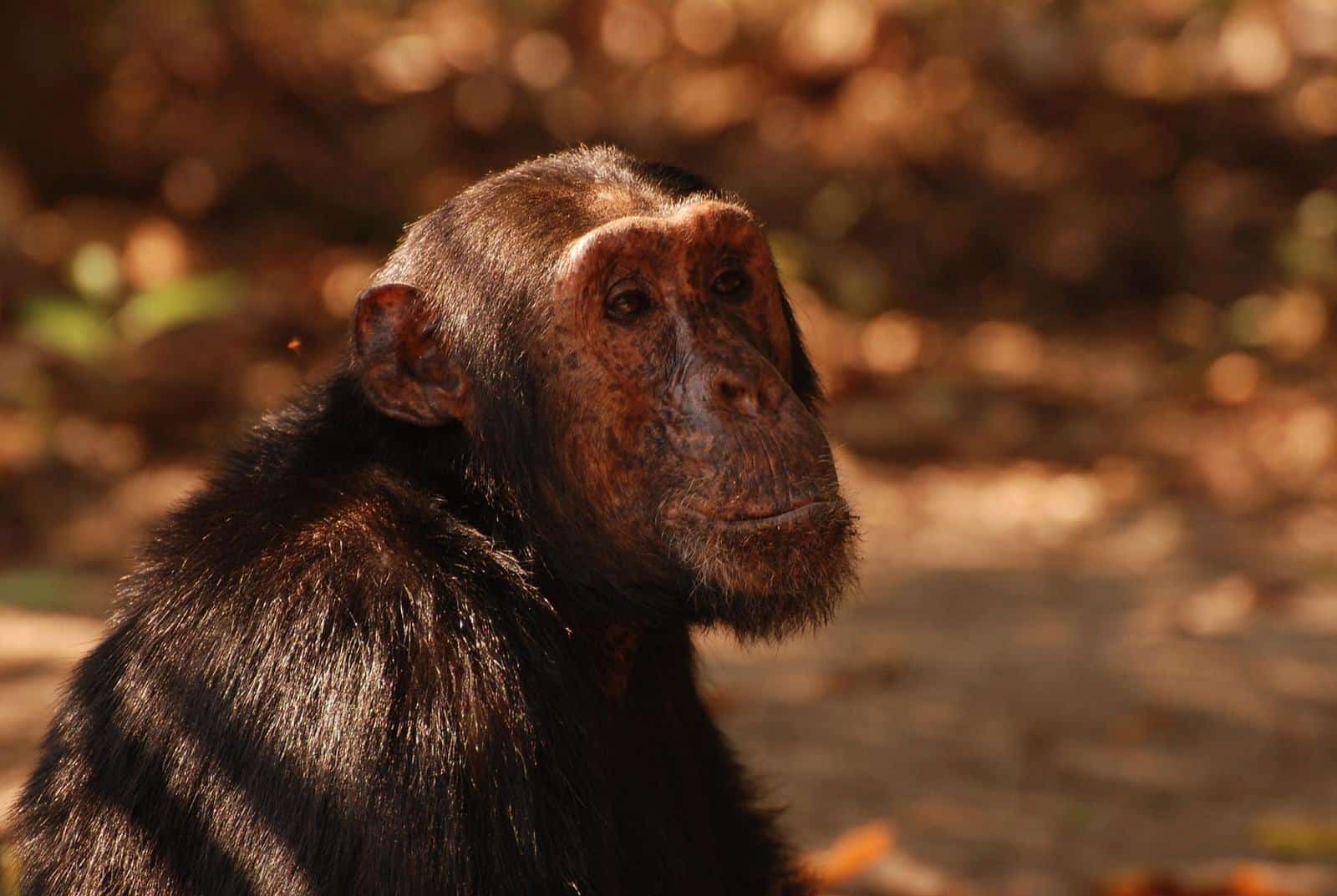 A wild chimpanzee in the forest of Gombe National Park, Tanzania