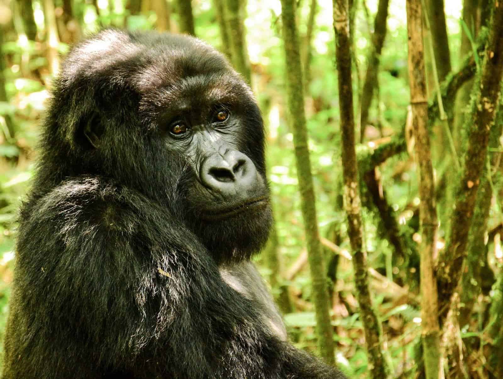 A mountain gorilla in the bamboo forest of Volcanoes National Park, Rwanda